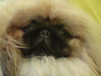 pekines0011.JPG