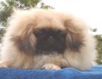 asian_pekingese-12598.jpg