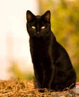 Black-cat.jpg