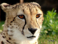 800px-Cheetah12.JPG