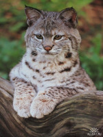 36450962_1207670006_cute_lynx_by_kirikakitty.jpg