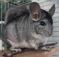 1253194194_chinchilla-patchouli.jpg