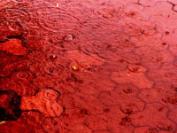 44159541_1212513437_blood_rain.jpg