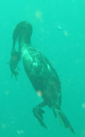 cormorant.jpg