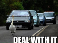 deal-with-it-goose.jpg