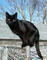 230px-Blackcat-Lilith.jpg