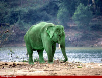 Green-Elephant-54731.jpg