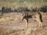 Coyote_by_2112AWG.jpg