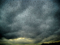 crows-northern-california_31777_990x742.jpg