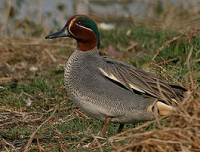 265px-Common_Teal_(Anas_crecca)_near_Hodal,_Haryan.jpg