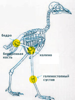 bird-walk.jpg