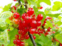 redcurrant.jpg