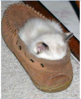 sleeping-cat-in-shoe.jpg