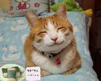 cat-smile-large.jpg