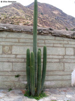 cactus_san_pedro.jpeg