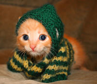 kitten-in-a-sweater-kittens-5890480-670-578.jpg