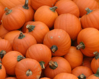 Holidays_Halloween_Pumpkin_018673_.jpg