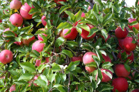 fresh-nc-apples-600x400.jpg