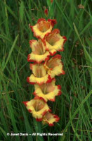 Gladiolus-Grandiflorus-Hybrids.jpg