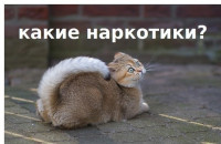 какие-наркотики.jpg