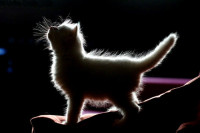 animal-animals-back-light-cat-cute-kitten-Favim.co.jpg