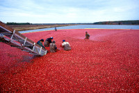 800px-Cranberrys_beim_Ernten.jpeg