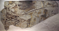 MicroraptorGui-PaleozoologicalMuseumOfChina-May23.jpg