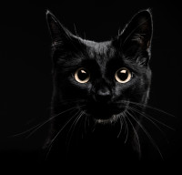 black_cat_04.jpg