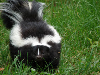 My_pet_got_skunked.jpg