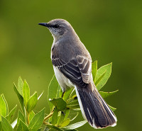 northern-mockingbird.jpg