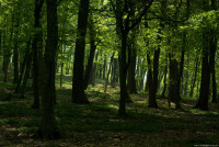 shady-forest.jpg