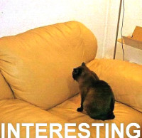 cat-interesting1.jpg