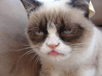 grumpy_cat_photo.jpg