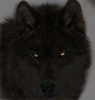 21692_black_wolf_by_PerfectWolf.jpg