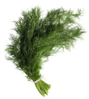 ttar_dill_bunch_v.jpg