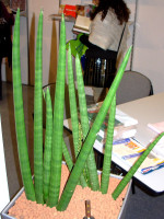 img_sansevieria_cylindrica_01.jpg