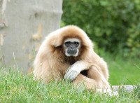 800px-White-handed_Gibbon_Hylobates_lar_Orange_190.jpg