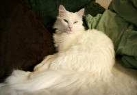 White_cat_resting_by_NaviStock.jpg