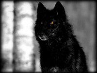 black_wolf_by_neonnumber3-d3bs1vu.jpg