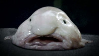 biovision-blob-fish-600-69817[1].jpg