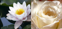 White-Lotus_1600x1200.jpg