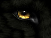 Black_Wolf_Eye_Wallpaper_cdt4.jpg