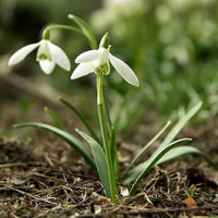 265px-Galanthus_nivalis.jpg