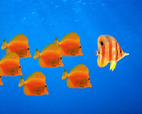 water_fish_windows_xp_desktop_1280x1024_hd-wallpap.jpg