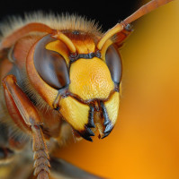 insect_012.jpg