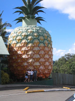 768px-GiantPineappleNambour289862889.jpg