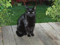 my-baby-salem-had-prounounced-limp-left-hind-leg-2.jpg