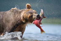 Bear-catches-a-salmon.jpg