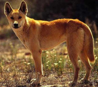 1272013010_rtemagicc_chien_dingo.jpg.jpg