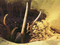 Sarlacc-BTM-DB.jpg